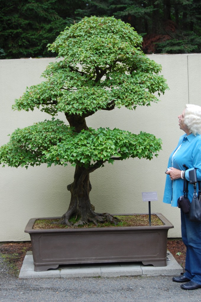      'Best In The Northwest' at Pacific Rim Bonsai Collection 058