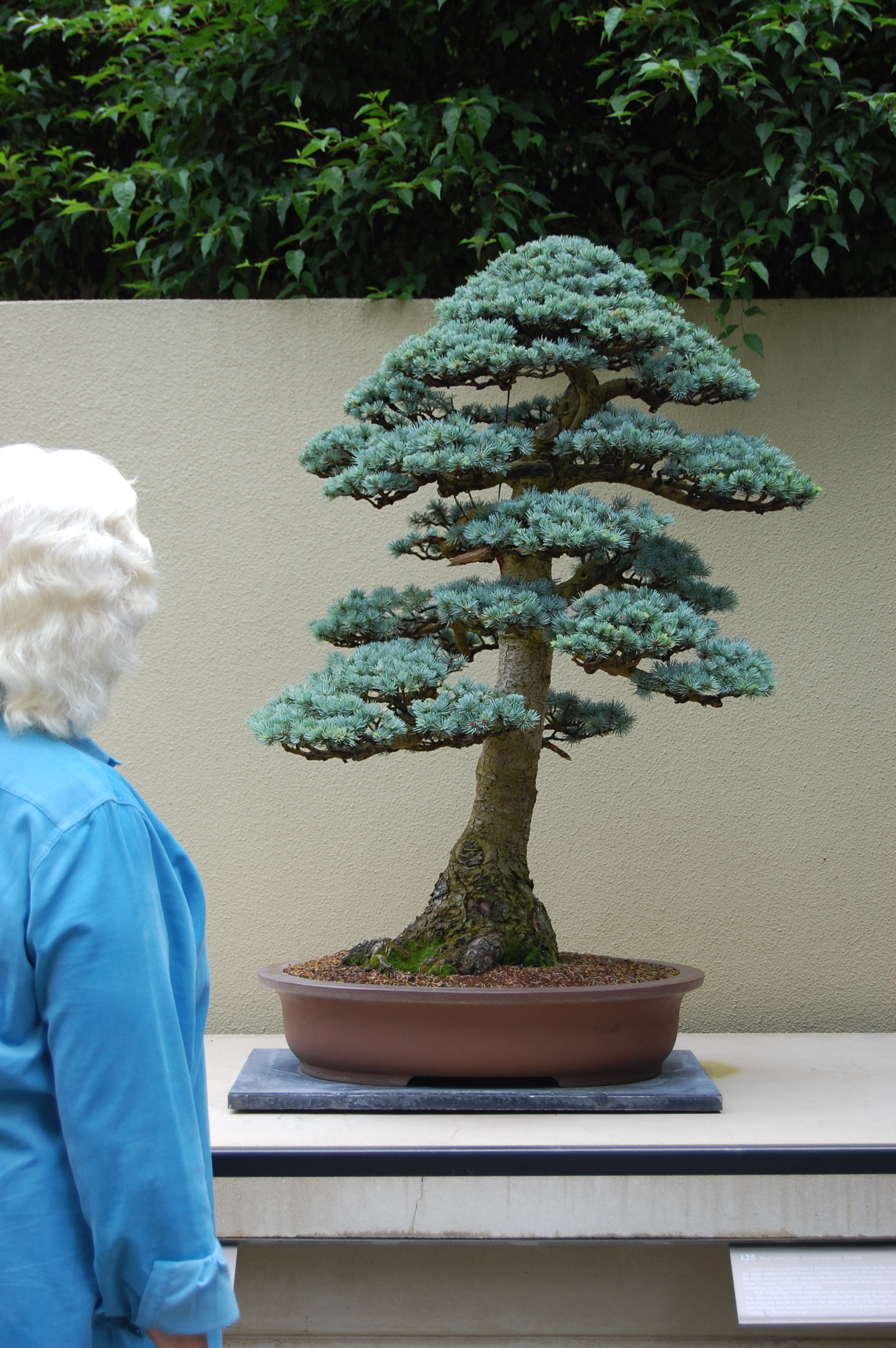 Best In The Northwest At The Pacific Rim Bonsai Collection Brendenstudio