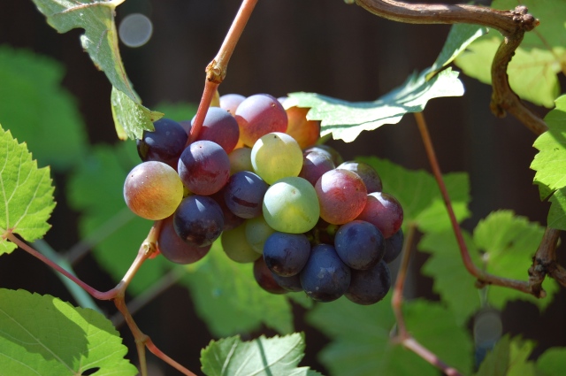 Pinot Grape Cluster