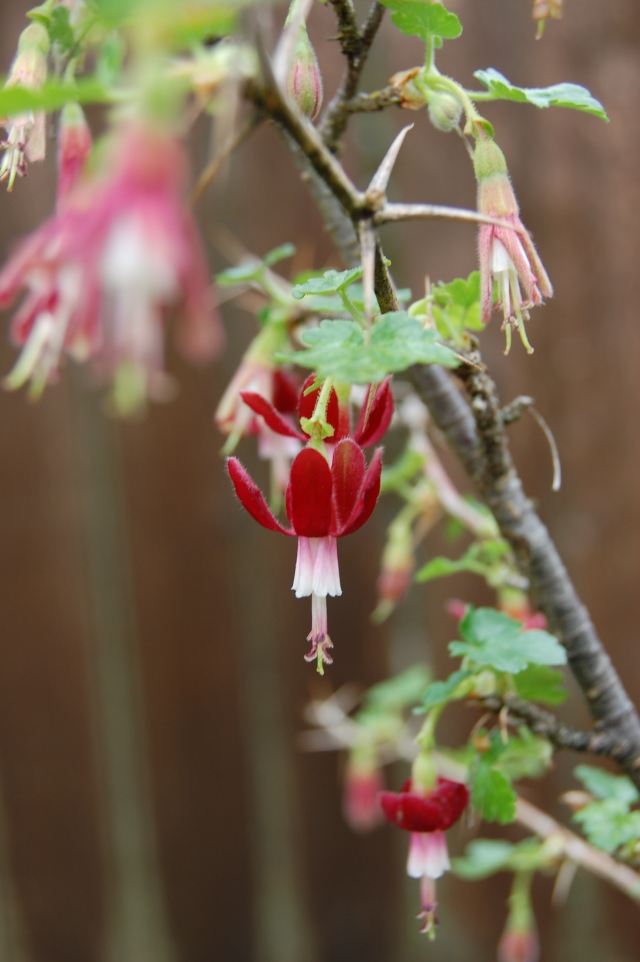 Gooseberry flower
