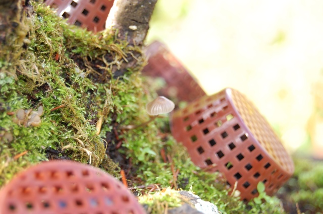 spruce mushroom