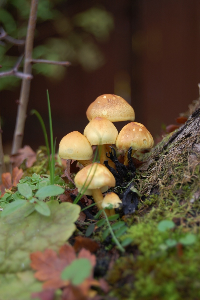 Hawthorn/mushrooms