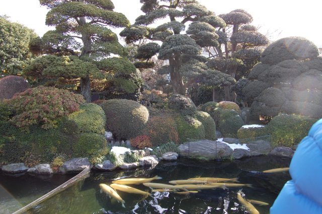 Kimura's garden