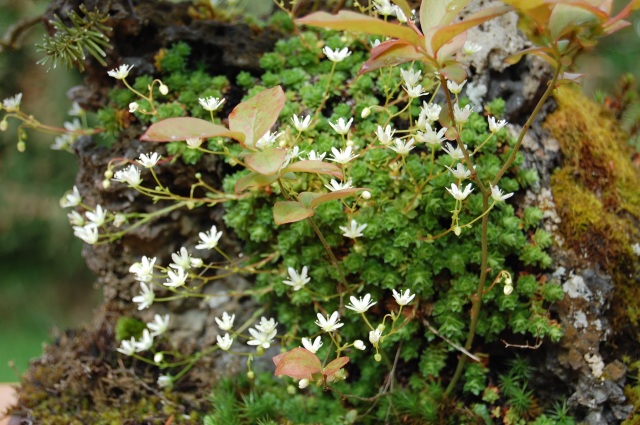 six spotted saxifrage