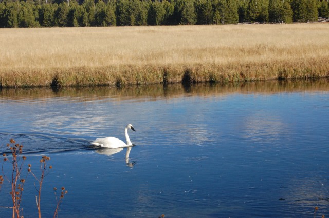 A Trumpeter Swan! The first time I've seen one! 